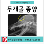 천안동물병원) 천안동물의료센터 24시 : 두개골 종양 수술 케이스