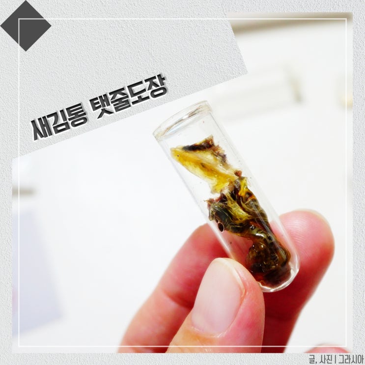 신생아 제대탈락, 탯줄도장은 새김통에서 : 네이버 블로그