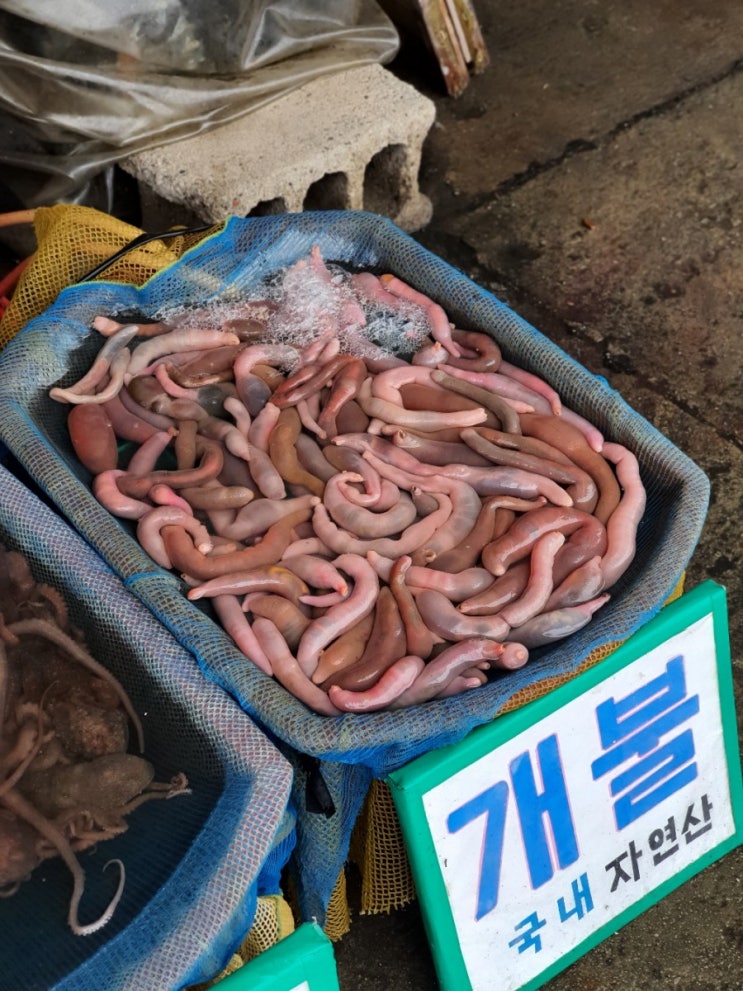 [경기, 시흥] 오이도 빨간등대 난전시장 해산물 개불 찐 맛집: 69호 