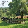 사천 미리재농장 ( 흑염소엑기스 / 야생엉겅퀴즙 / 양파즙 / 도라지배즙 / 늙은호박즙 )