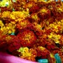 생화판매하는곳 메리골드꽃 꽃차 자연닮은치유농장
