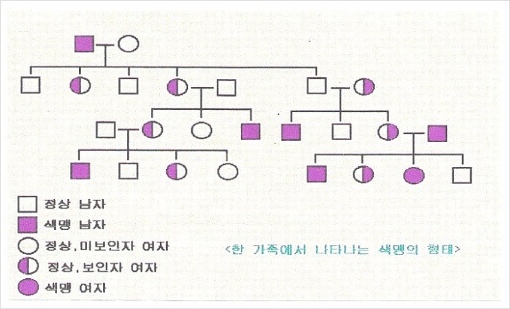 중3과학 : 색맹유전 inheritance of color blindness, 色盲遺傳 : 네이버 블로그