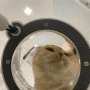고양이식기 높이조절이 가능한 리틀팩토리 밥그릇과 물그릇