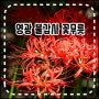전남 드라이브 코스 환상적인 영광 불갑사 꽃무릇