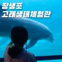 울산 아이랑 가볼만한 곳 - 돌고래를 볼 수 있는 장생포 고래생태체험관