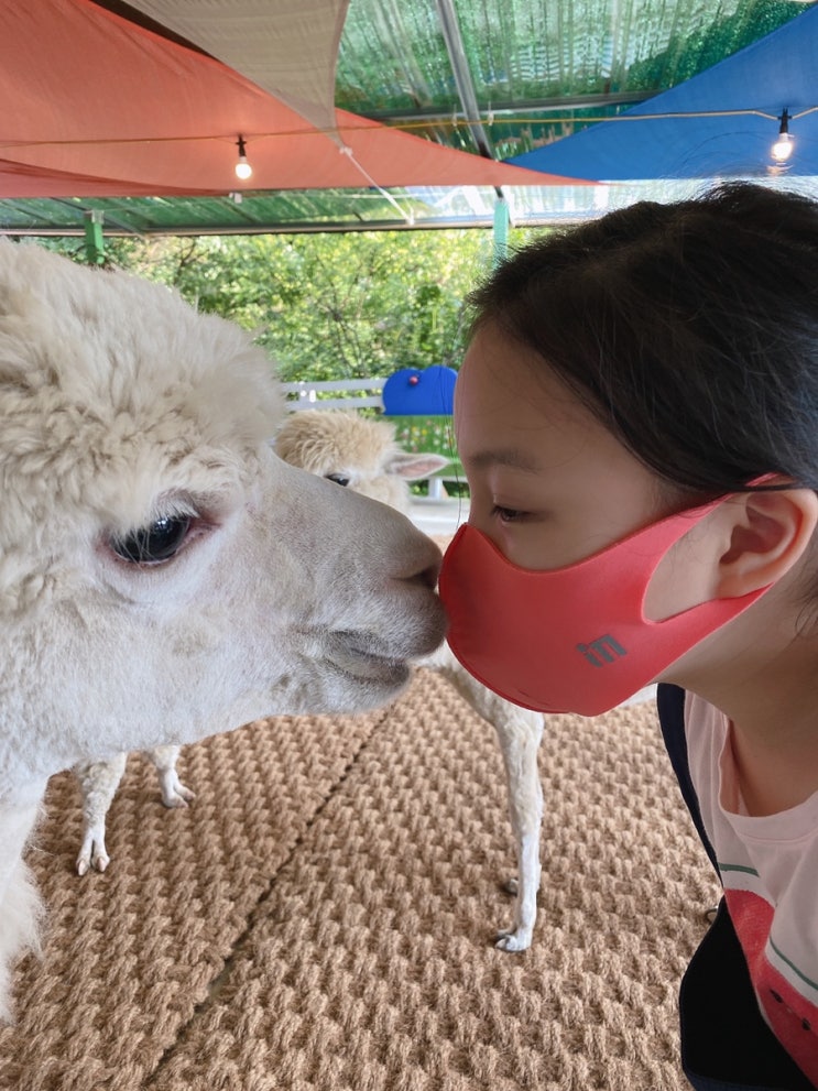 강원도 아이와가볼만곳  평창 마추픽추; 알파카 카페에요.