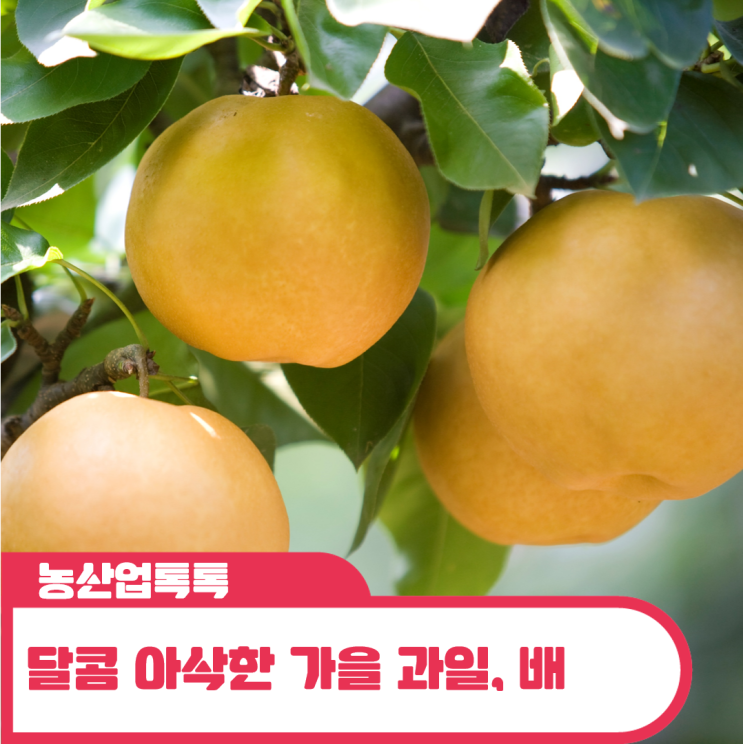 달콤 아삭한 가을 과일, 배 : 네이버 블로그