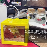 블루벨벳 새우와 마리모 키우기 세트 내돈내산 99절절 후기