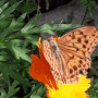 (수컷 암검은표범나비) 해운대 장산의 식생. 장산계곡. 대천공원. '네발나비과'의 나비. 표범나비. ( 동영상 + ani-GIF + 사진 ).