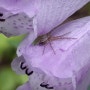 ("꽃범의꼬리"와 "게거미") "꽃범의꼬리"(=피소스테기아)라는 이름의 꽃에 숨어 있는 아주 작은 게거미. ( 동영상 + ani-GIF + 사진 ). 해운대 장산의 식생. 장산계곡. 대천공원.