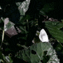 (암컷 푸른부전나비) 해운대 장산의 식생. 장산계곡. 대천공원. 부전나비. ( 동영상 + ani-GIF + 사진 ).