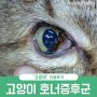 고양이 눈동자, 동공 크기 다름! 호너증후군 치료