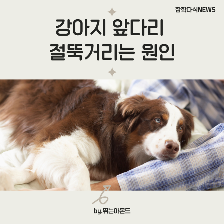 강아지 앞다리 절뚝거리는 원인과 관리방법 : 네이버 블로그