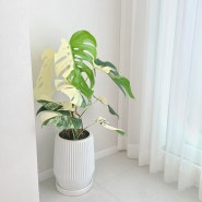 7개월 간의 알보 몬스테라 성장기 : Monstera borsigiana variegated