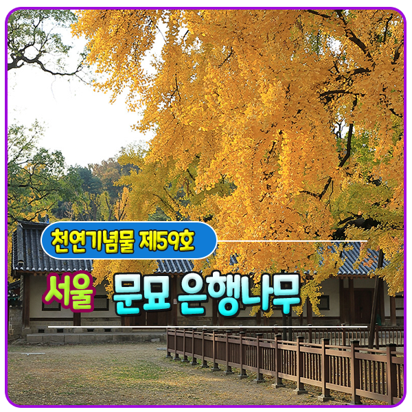 [천연기념물 제59호] 서울 문묘 은행나무
