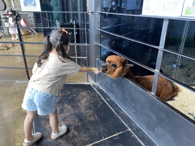 청주 애니멀빌리지 : 실내동물원 동물먹이주기체험 청주 아이와...