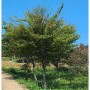 후박나무 벚나무 팽나무 먼나무 이팝나무 느티나무 고흥 우리농원 나무시장 판매 계약