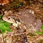 ( 두꺼비 ) 비온 후의 밤에 마실 나온 두꺼비. "아시아 두꺼비"(Asian Toad). 해운대 장산의 식생. 대천공원. 장산계곡. (2021.09.21.) ( 밤 촬영분. 19시 15분경. 촬영분. )