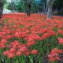 분당 중앙공원 "꽃무릇" = 빨간색 꽃이 만발한 아름다운 가을꽃 풍경.