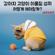 강아지 고양이 이물질 섭취, 어떻게 해야할까?