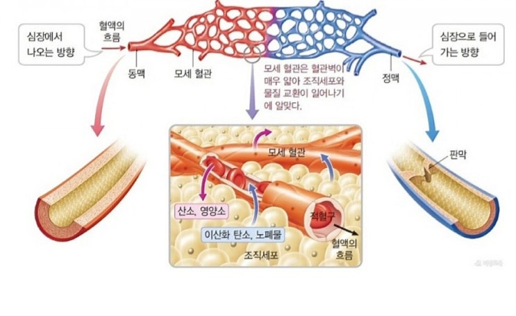 구강암,설암/치료원리는 같다/ 입주변 어혈뽑아낸 것뿐이에요 : 네이버 블로그