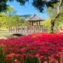 영광 불갑사 꽃무릇.상사화축제 & 불갑산 산행.(21.9.18)