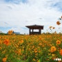 인천 계양 꽃마루 황화코스모스 아름다운 가을 날