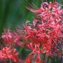 "꽃무릇"(성남 분당 중앙공원) = 빨간색 꽃이 막바지로 피며, 내년 가을 기약.