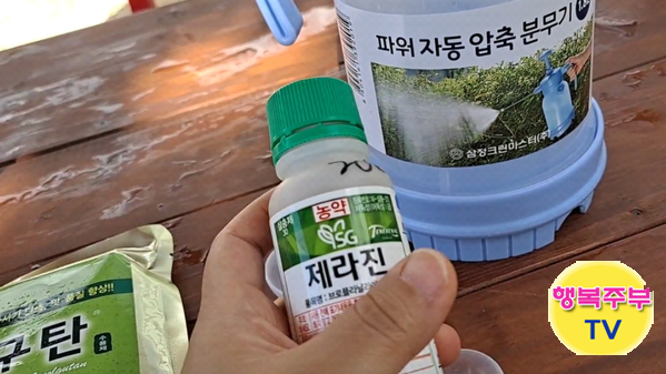 주말농장 가을김장배추 농약사사장님추천 살충제+결구탄 영양제 뿌리기 : 네이버 블로그