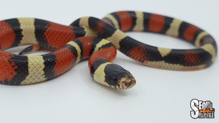 화려하고 아름다운 발색의 오레오 푸에블란 밀크 스네이크! Oreo Pueblan Milk Snake / Lampropeltis ...