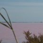 핑크빛 염전, 남프랑스 지중해변
