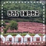 전라도 가볼만한곳 영광 백수해안도로 고창 핑크뮬리 축제