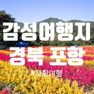 포항 여행 코스 총정리 : 보경사 맨드라미, 이가리 닻 전망대, 호미곶, 구룡포 일본인 가옥거리