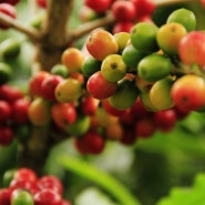 [알스커피]에티오피아 커피 특징 알아보기 -1