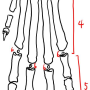 앞다리뼈대 - 앞발뼈대 / 비교해부학