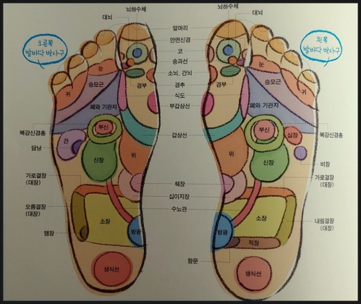 발바닥 반사구 혈점 이름, 발지압 효과 알아보자 : 네이버 블로그