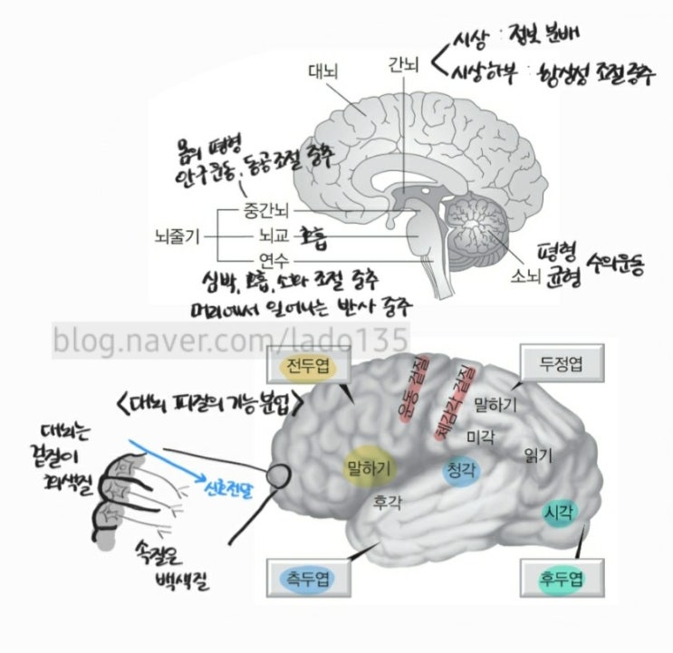 생명과학1 정리 - 신경계 - 뇌와 척수 : 네이버 블로그