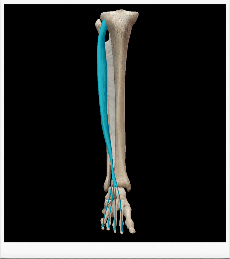 [해부학 - 근육학] 종아리근육(leg muscle) : 앞칸 - 긴발가락폄근(장지신근ㆍextensor digitorum ...
