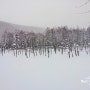 [일본/홋카이도] 비에이 아오이이케(청의 호수,青い池)