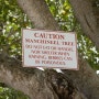 세상에서 가장 위험한 만치닐나무(Manchineel tree)