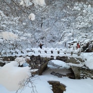 내장산 산행,눈꽃터널&설경,2021-01-02