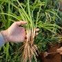 삼채뿌리 그리고 모종으로 재배방법