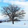 [일본/홋카이도] 비에이 세븐스타 나무[セブンスターの木], 가족 나무