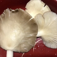 Oyster mushroom 느타리버섯 말레이시아 가격비교
