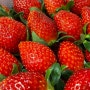 키즈팜막내농부네 딸기