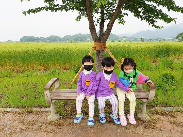 경남 함안 ★ 넓은 청보리밭이... 함안강나루생태공원