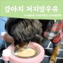 내돈내산 강아지우유 아이펫밀크 저지방우유 후기