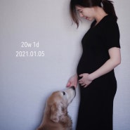 둥이 임산부 20주 - 일상기록