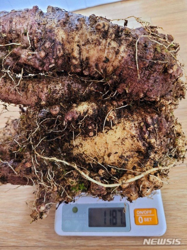 100년 이상 된 1.2kg 초대형 자연산 산더덕 발견…가치는? : 네이버 블로그