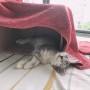 [싱가폴일상] 고양이의, 고양이를 위한, 고양이에 대한🐈